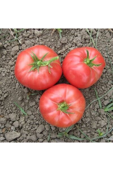 Thebestonline Pembe Domates Fidesi, 5 Adet