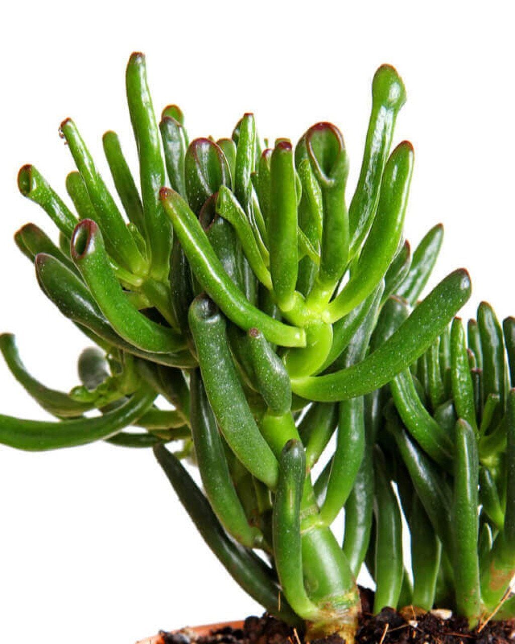 Thebestonline Crasulla Ovata Hobbit Shrek, Yeşim Bitkisi