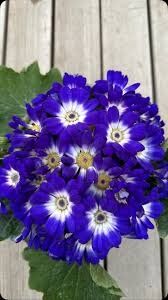 Thebestonline Lacivert Sineralya ( sindirella ) Çiçeği