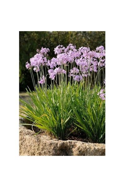 Thebestonline Tulbaghia Violacea Sarımsak Çiçeği Saksıda
