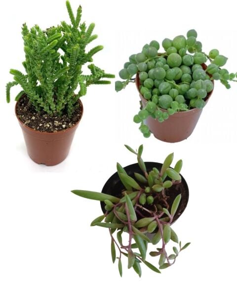 Thebestonline 3 Adet Mini Sukulent Seti ,Tesbih - Yakut - Prenses Çiçeği