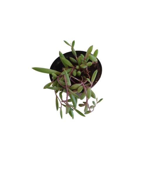 Thebestonline Mini Yakut Kolyesi Çiçeği