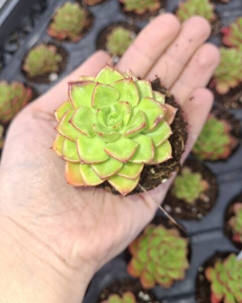 Foliumbotanik Echeveria, Özel Çeşit Sukulent