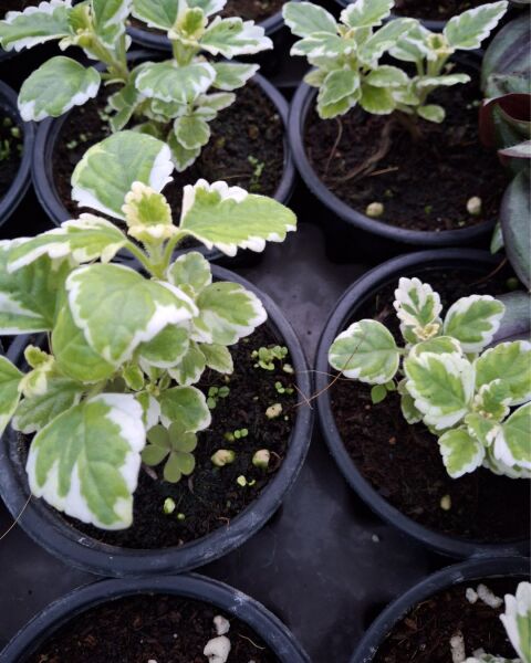 Thebestonline Plectranthus Coleoides ( Alacalı Küba Kokulu ) Saksıda
