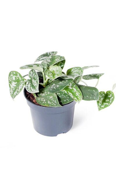Thebestonline Scindapsus Pictus Argyraeus - Salon Sarmaşığı Satin - Ev Ofis Salon Iç Mekan Bitkisi - 30 Cm