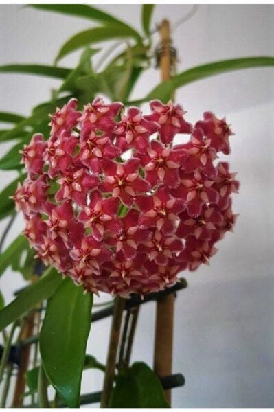 Thebestonline Mum Çiçeği Kırmızı hoya Carnosa Kokulu 1.kalite 9 cm Saksıda