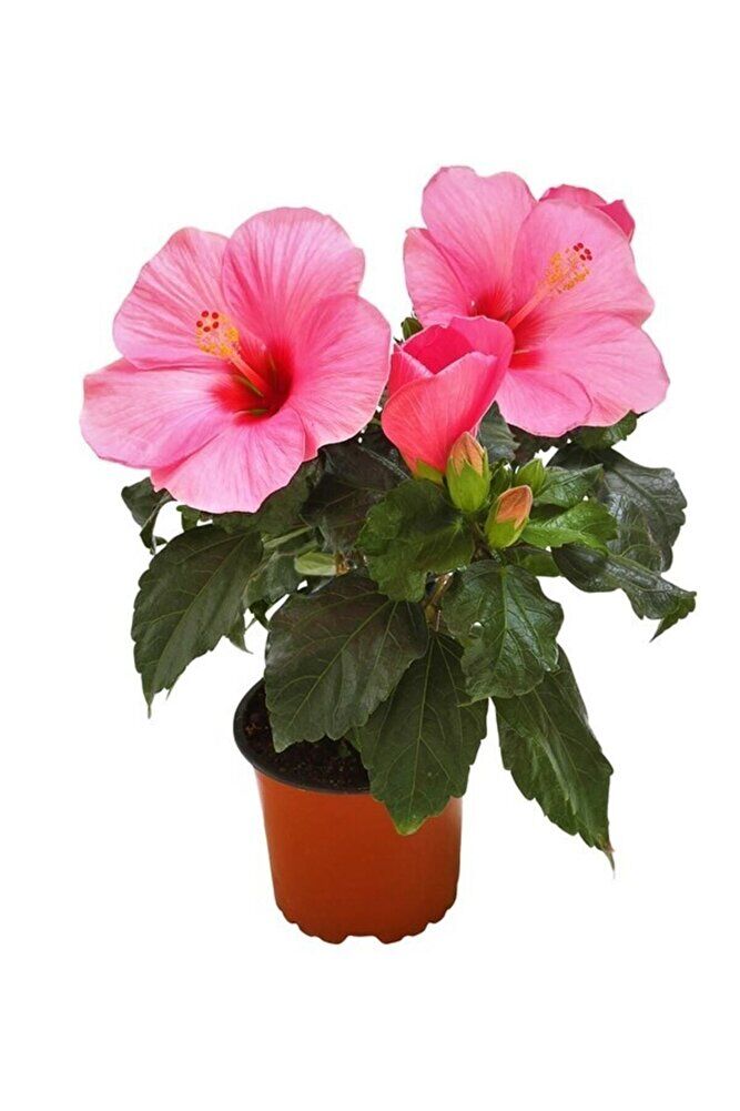 Sarmask Japon Gülü Hibiscus Pembe Renk Çiçekli Kalın Yapraklı Ithal