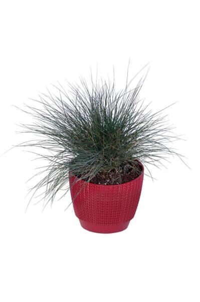 Thebestonline Mavi Çim (festuca Glauca), Saksıda
