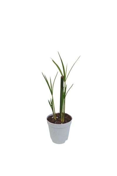 Thebestonline Mini Japon Şemsiyesi (5-10 CM)1 Adet Saksılı Salon Bitkisi