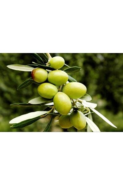 Thebestonline Gemlik Yeşil Zeytin Fidanı, 1 Adet