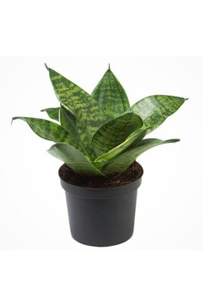 Thebestonline Bodur Paşa Kılıcı Hava Temizleyici Sansevieria Zeylanica Mini Boy