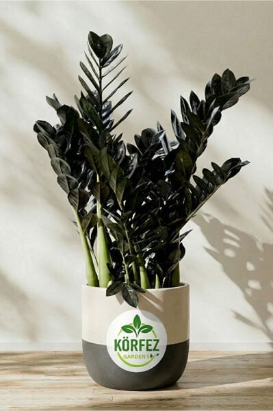 Thebestonline Zamia Zamioculcas Zamiifolia - Zeze Ithal Iç Mekan Bitkisi 25,30 Cm
