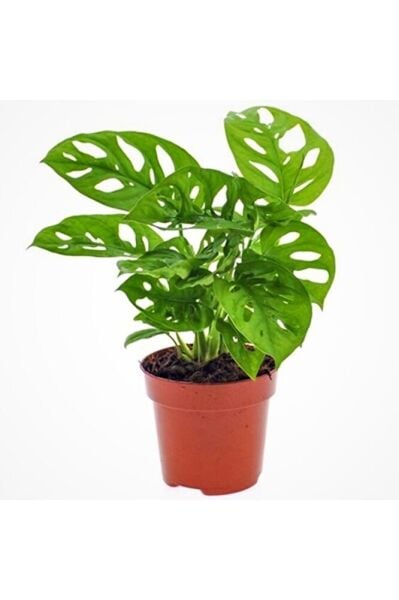 Thebestonline Monstera Adansonii Monkey Mask Sarmaşık Deve Tabanı Mini Ev Ofis Iç Mekan Bitkisi