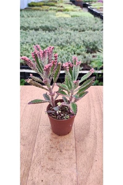 Thebestonline Kalanchoe Pink Butterflies Pembe Aşkın Gözyaşı 5.5 Cm Saksıda