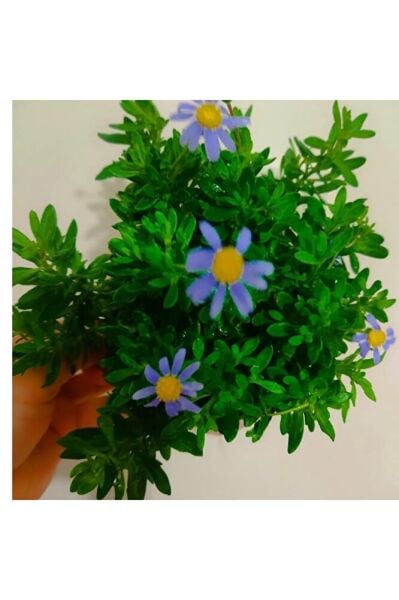 Felisya çiçeği - mavı papatya (25-35cm ) saksılı çok köklü