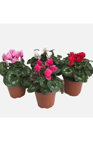 Sarmask Cyclamen Sürpriz Renk Sıklamen, Saksıda