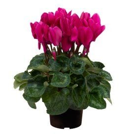 Sarmask Cyclamen Mor Renk Sıklamen, Saksıda