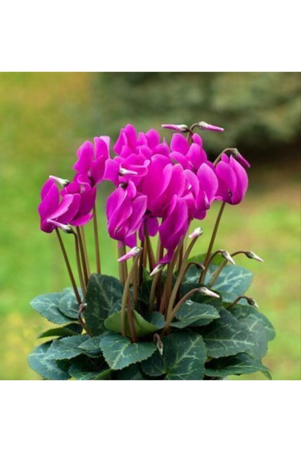 Sarmask Cyclamen Mor Renk Sıklamen, Saksıda