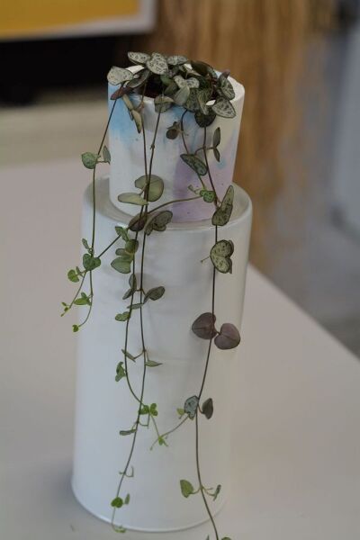 Kalp Kalbe Karşı Çiçeği & Ceropegia Woodii