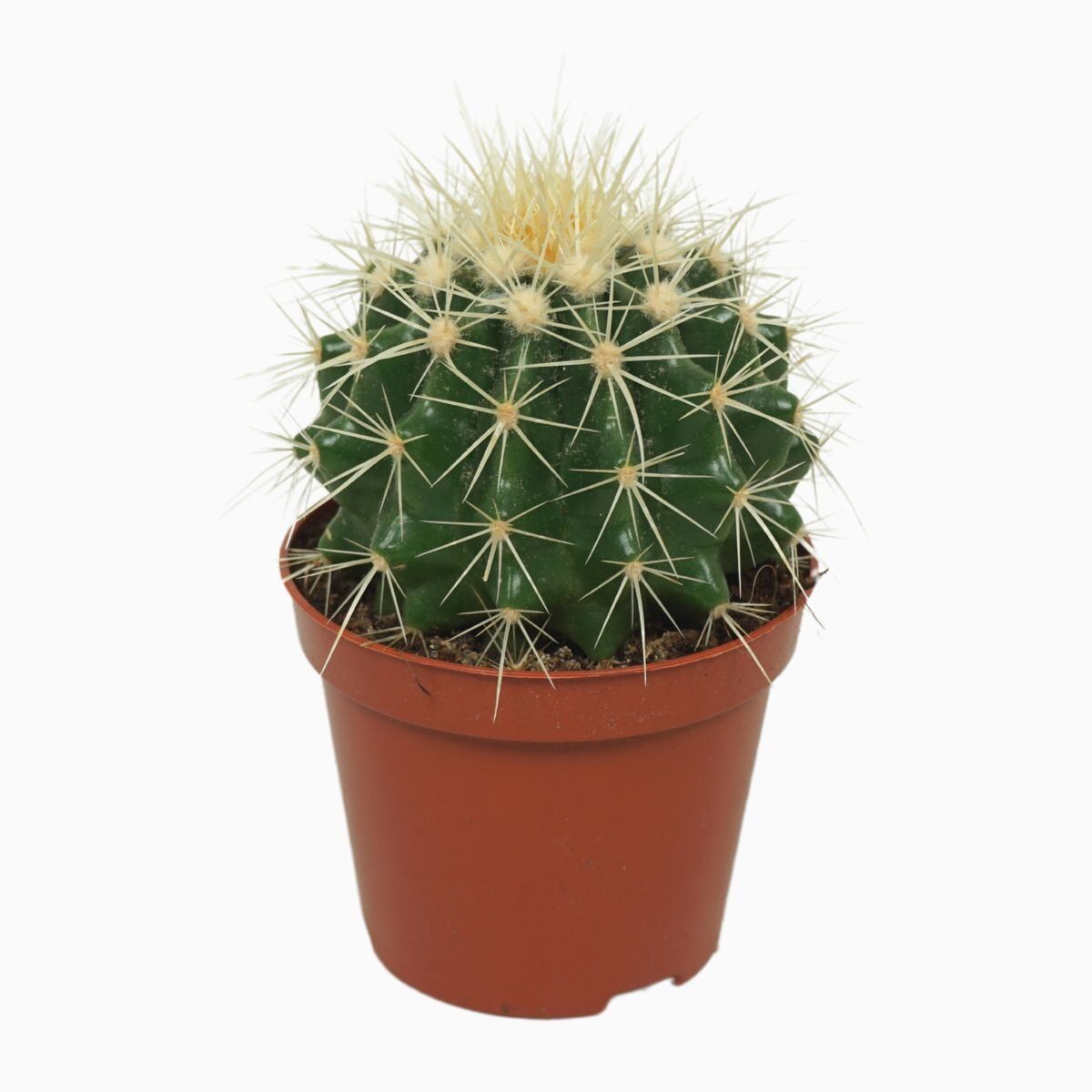 Thebestonline Altın Fıçı ( Altın Küp) Kaktüs, 5,5 cm Saksıda