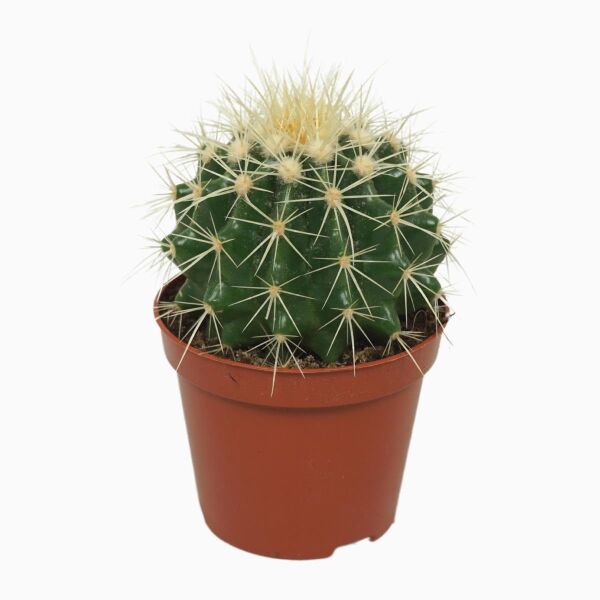 Thebestonline Altın Fıçı ( Altın Küp) Kaktüs, 5,5 cm Saksıda