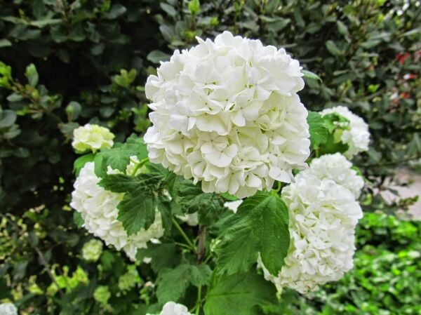 Thebestonline Kartopu (Viburnum Opolus) Fidanı