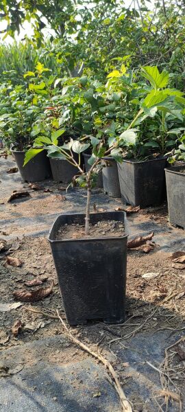 Thebestonline Kartopu (Viburnum Opolus) Fidanı