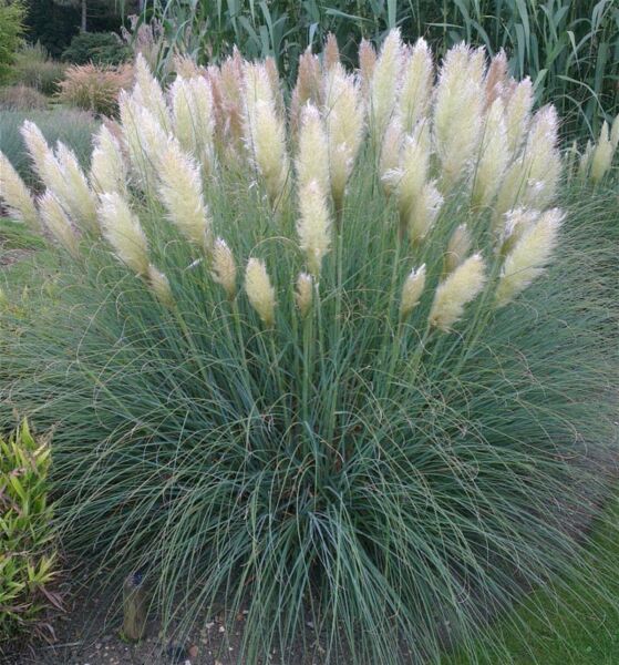 Thebestonline Pampas Fidanı Seti (1 Adet Krem + 1 Adet Pembe)