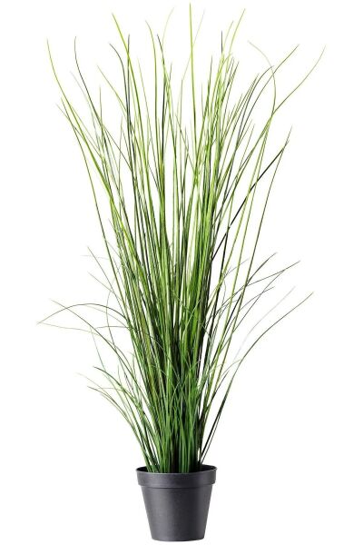 Thebestonline Pampas Fidanı Seti (1 Adet Krem + 1 Adet Pembe)