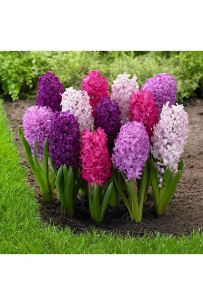 Thebestonline Karışık Renk Sümbül Soğanı, 3 Adet