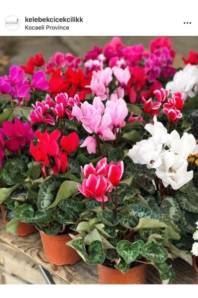 Sıklamen / Tavşan Kulağı Dış Mekan Balkon Çiçeği KIRMIZI