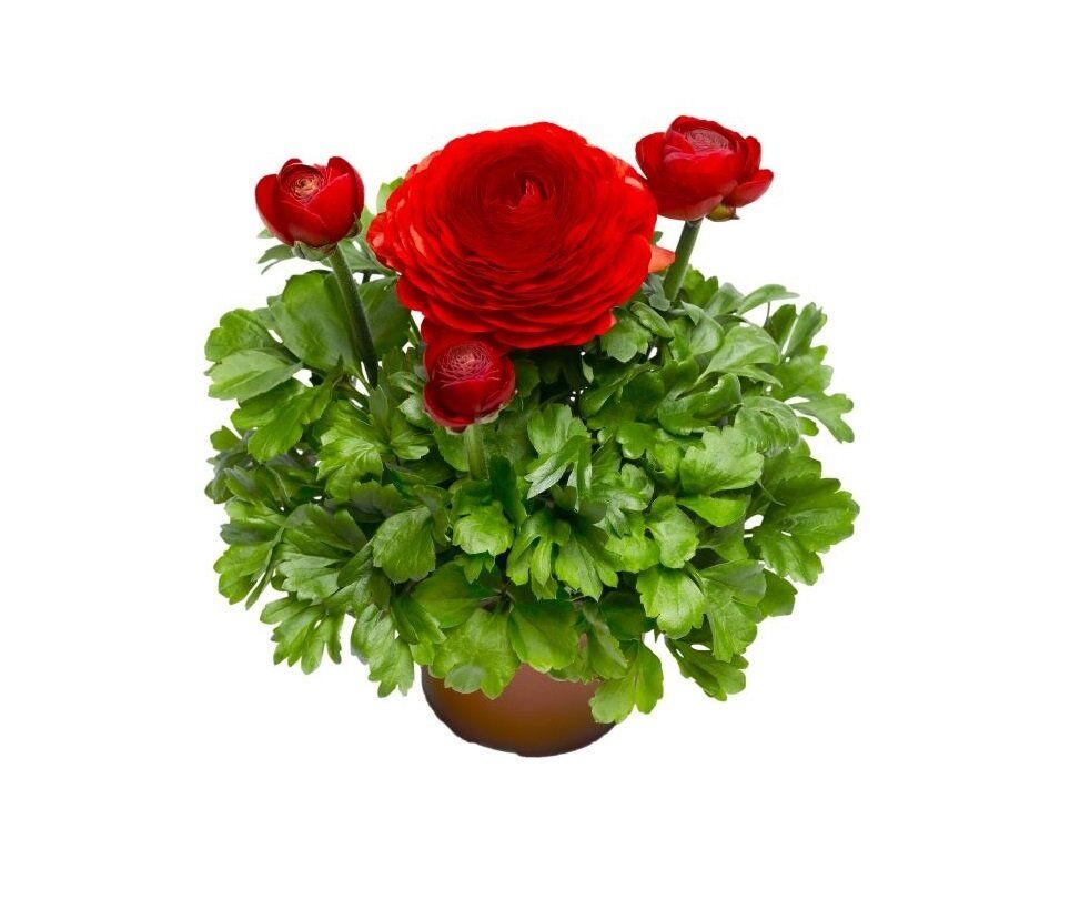 Thebestonline Kırmızı Şakayık Çiçeği