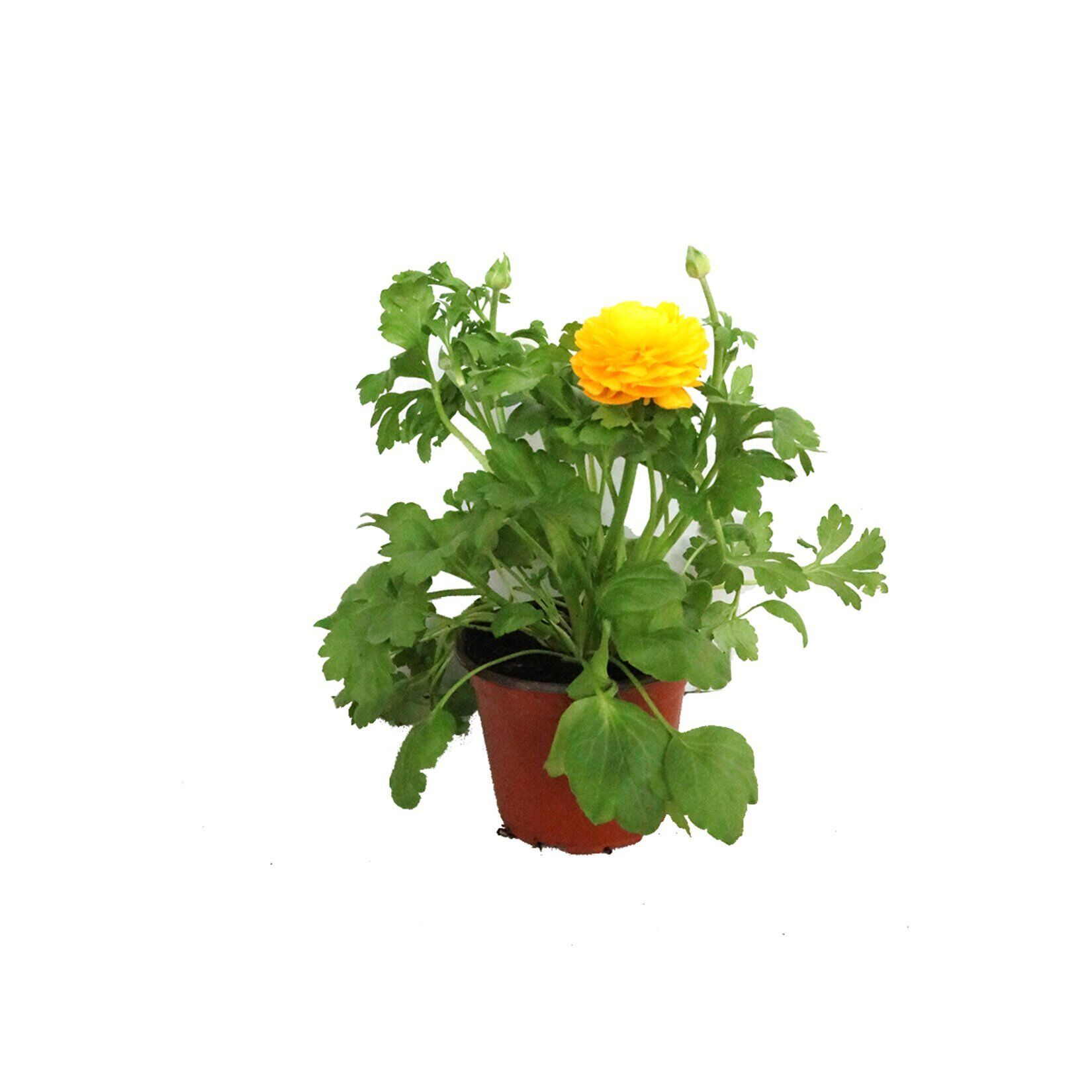 Thebestonline Sarı Şakayık Çiçeği