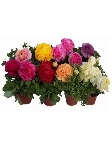 Thebestonline Sürpriz Renk Şakayık Çiçeği