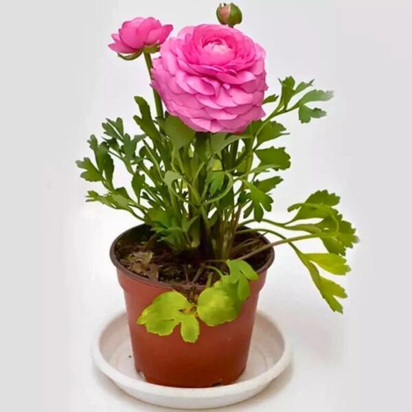 Thebestonline Pembe Şakayık Çiçeği