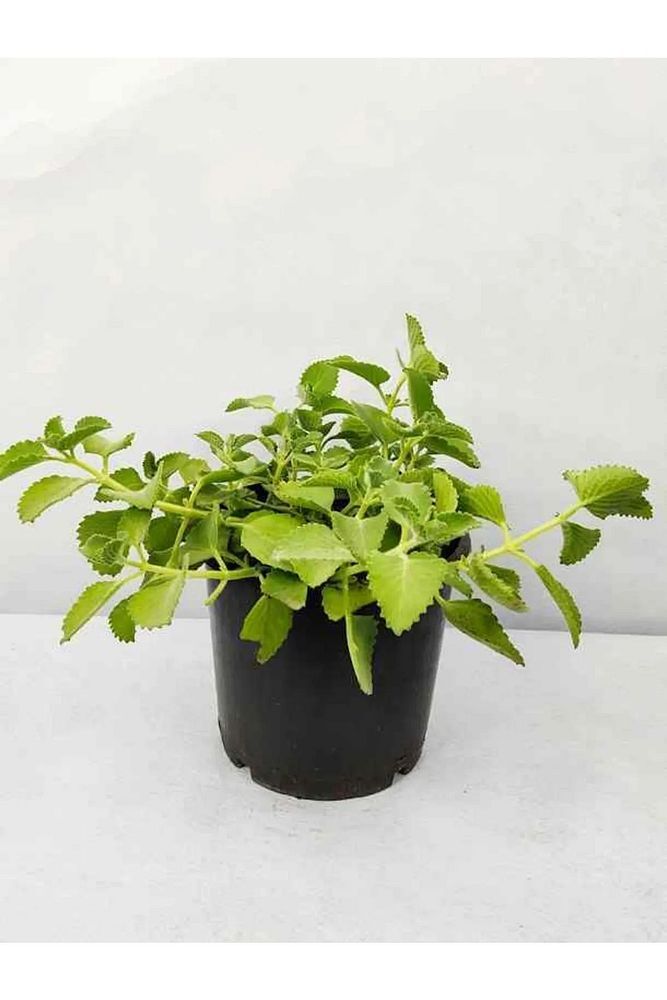 Küba Kekiği Fidanı, Saksıda, 5-15 cm, 5 Adet