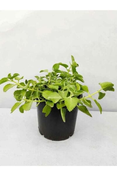 Küba Kekiği Fidanı, Saksıda, 5-15 cm, 5 Adet