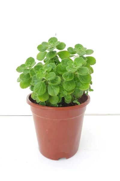 Thebestonline Küba Kekiği, 10-15 cm