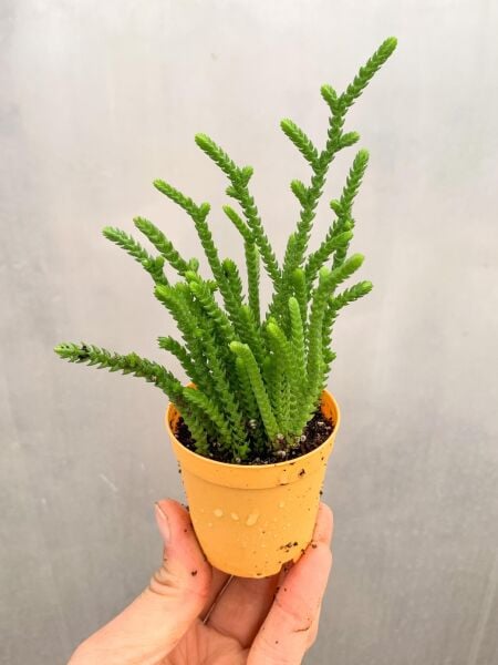 Thebestonline Crassula Muscosa Prenses Çamı Sukulent Bitkisi, 3 Adet