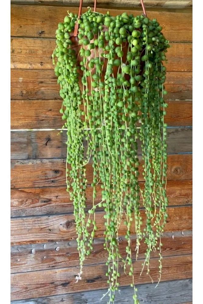 Tesbih Çiçeği Askılı 60-70 Cm Saksı Çapı 19 Cm