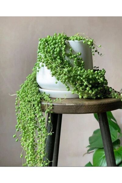 Tesbih Çiçeği Askılı 60-70 Cm Saksı Çapı 19 Cm