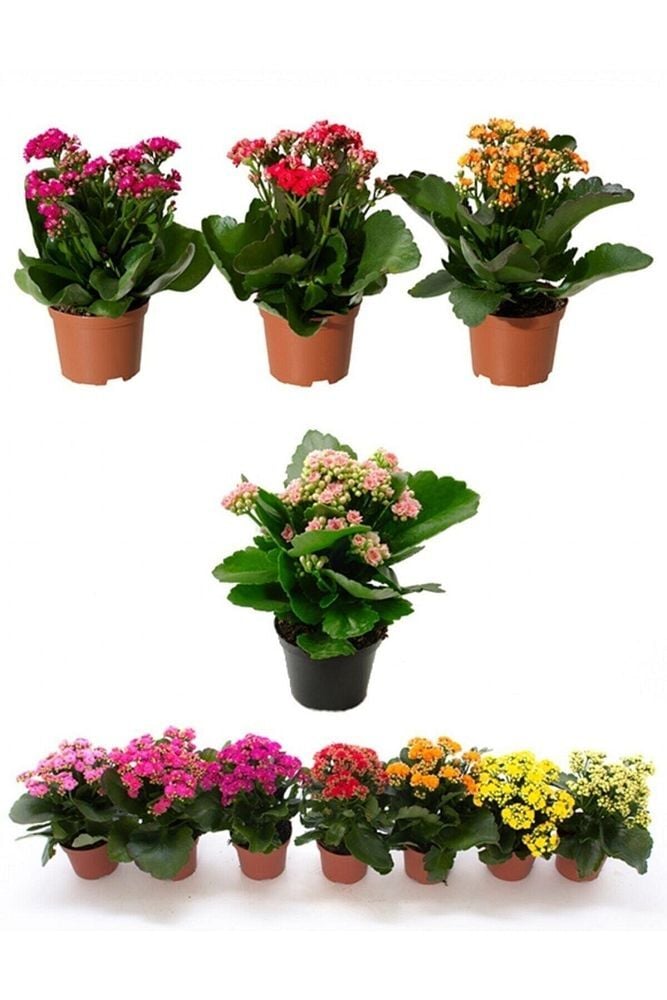 Thebestonline Kalanşo Çiçeği, Kalanchoe Çiçeği, 15-25 Cm