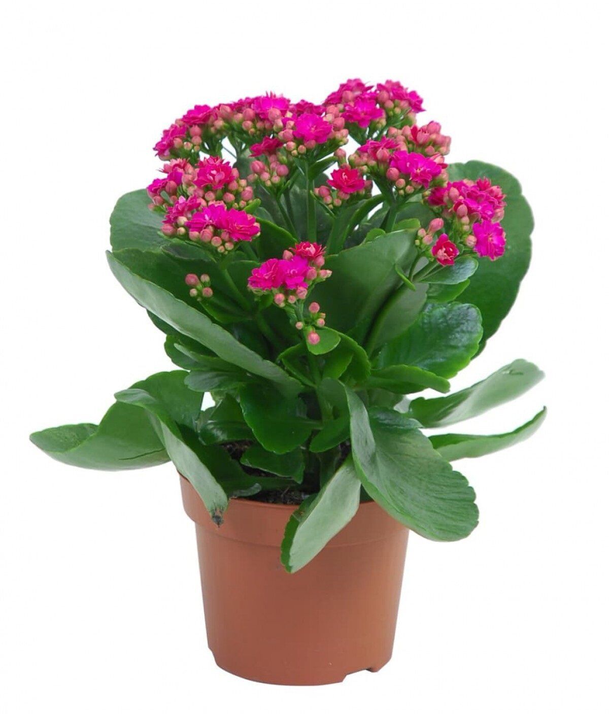 Thebestonline Pembe Mini Kalanşo