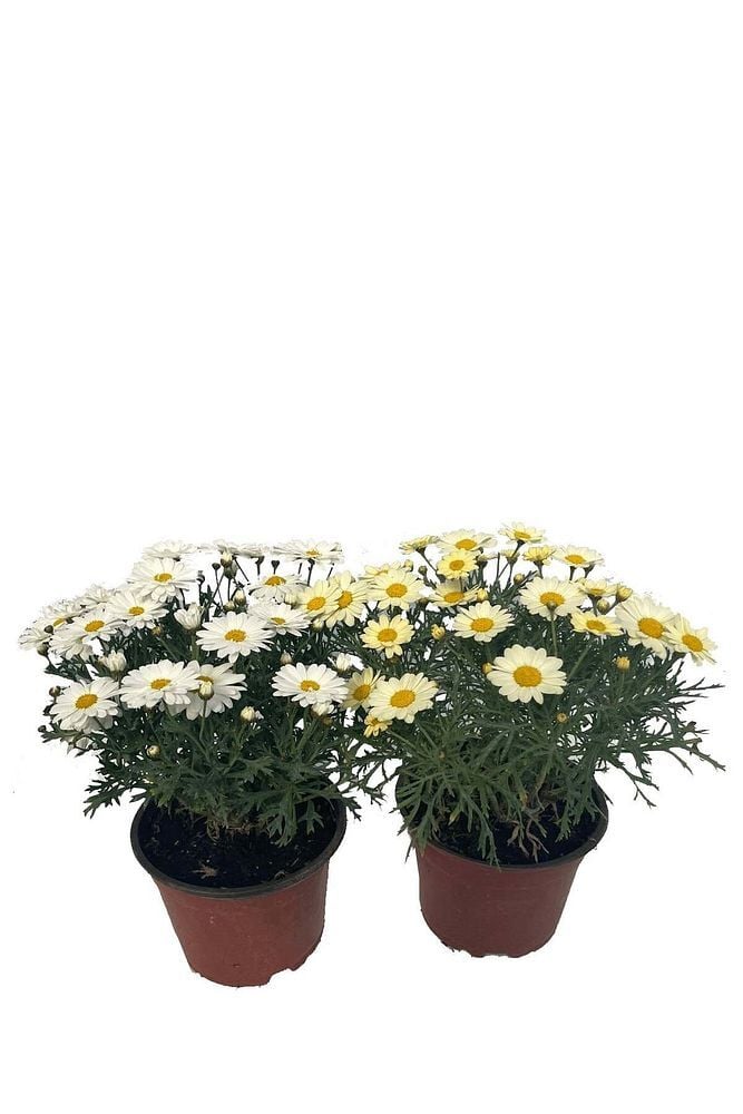 Argyranthemum, Çeşme Papatyası, 3 Adet