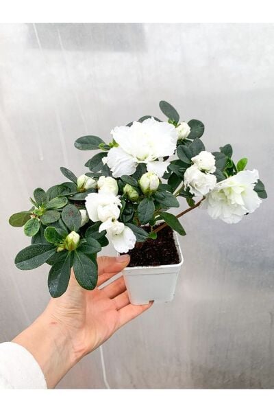 Beyaz Çiçekli Açelya Bitkisi Azalea