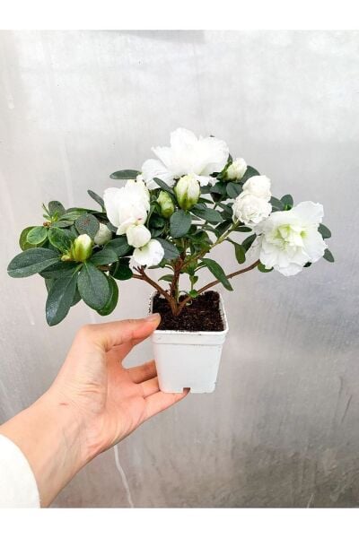 Beyaz Çiçekli Açelya Bitkisi Azalea