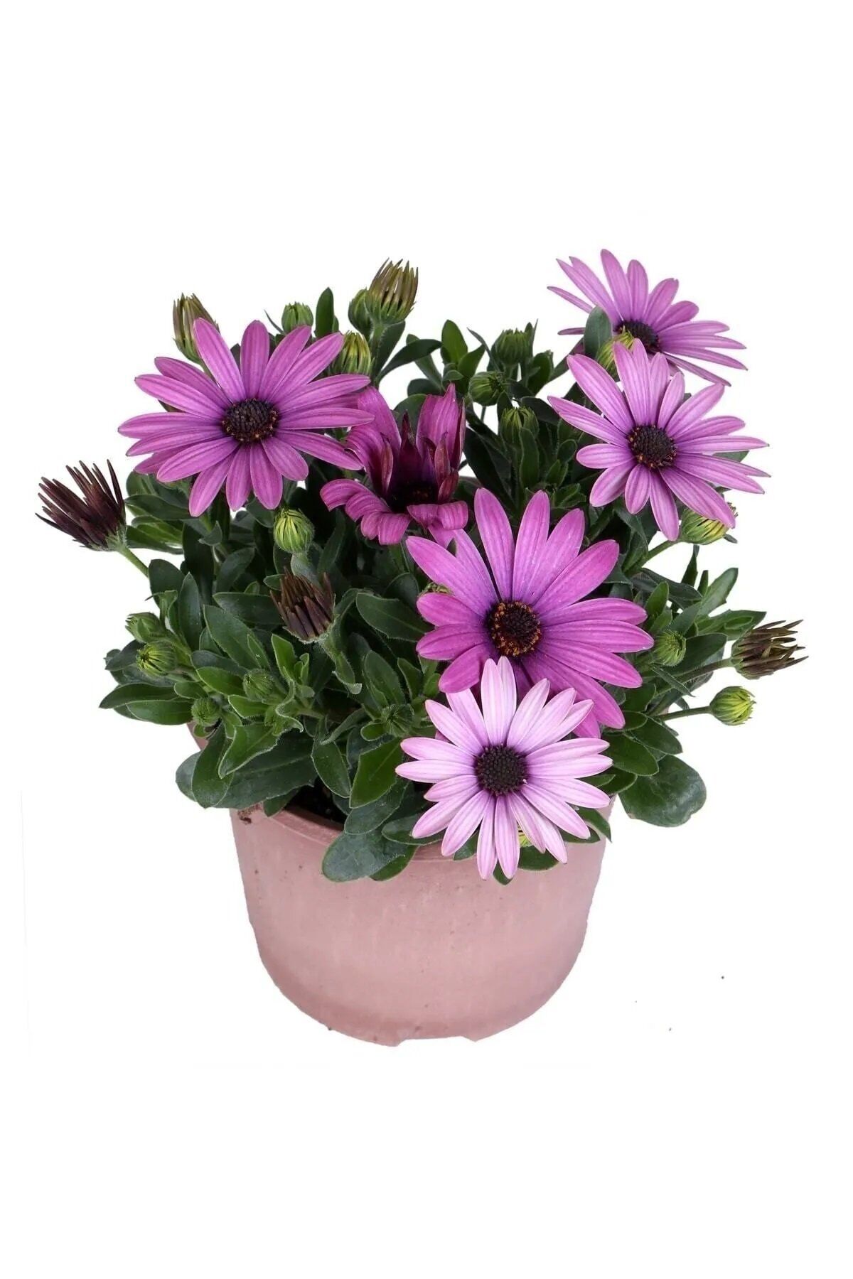 Thebestonline Osteospermum Pembe Bodrum Papatyası