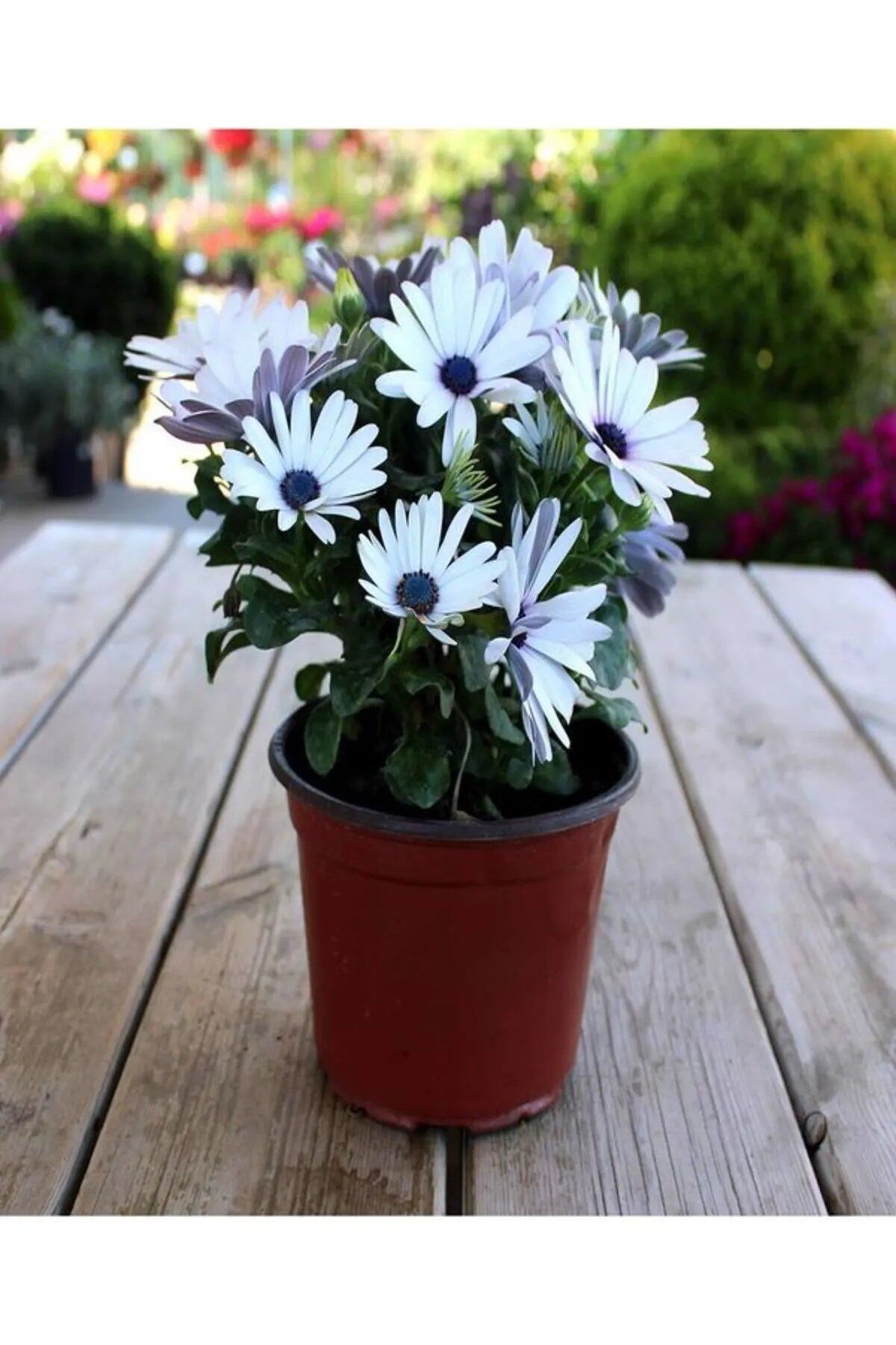 Thebestonline Osteospermum Beyaz Bodrum Papatyası
