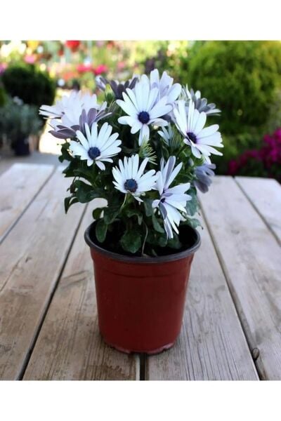 Thebestonline Osteospermum Beyaz Bodrum Papatyası