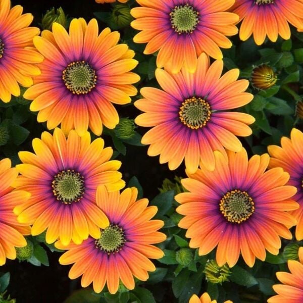 Thebestonline Osteospermum Turuncu-Mor Bodrum Papatyası